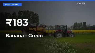 Why Banana - Green Prices Are Moving Across Multiple Mandis Today
