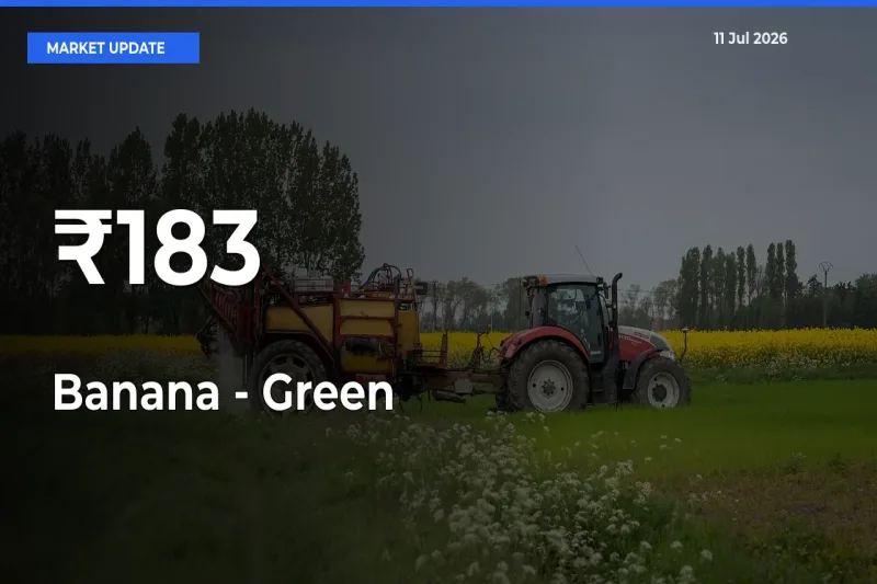 Why Banana - Green Prices Are Moving Across Multiple Mandis Today