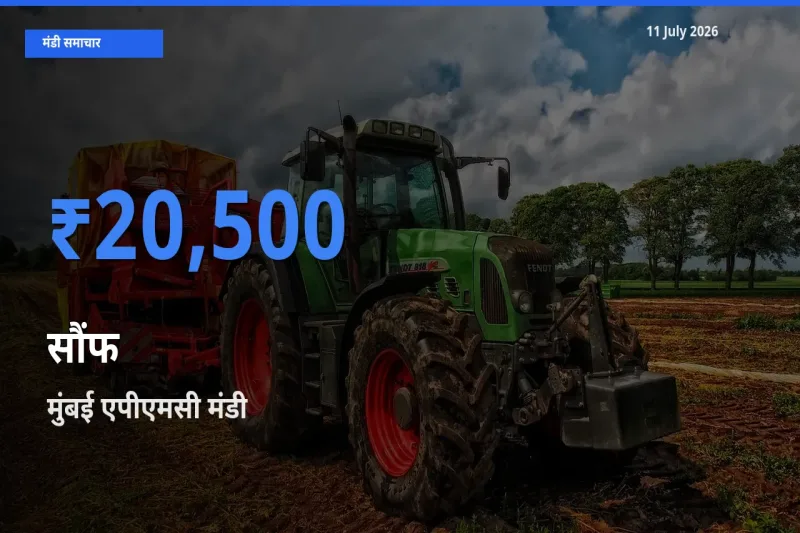 आज सौंफ के सबसे ऊँचे दाम ₹20,500 मुंबई एपीएमसी मंडी में