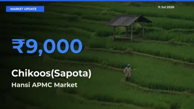 Hansi APMC Tops Chikoos(Sapota) Rates – July 11 Market Update