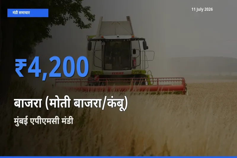 आज बाजरा (मोती बाजरा/कंबू) के सबसे ऊँचे दाम ₹4,200 मुंबई एपीएमसी मंडी में