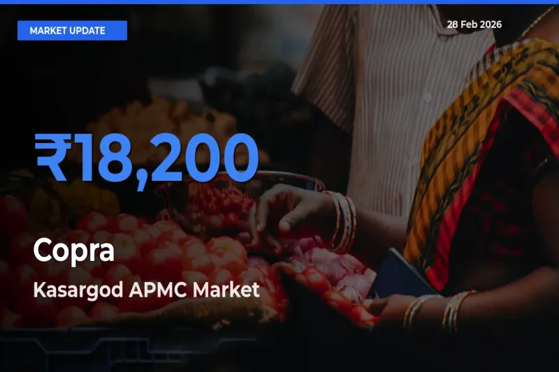 Copra Mandi Rate Today: Kasargod APMC Tops the List