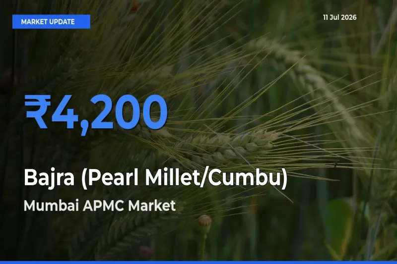 Mumbai APMC Tops Bajra (Pearl Millet/Cumbu) Mandi Rates Today