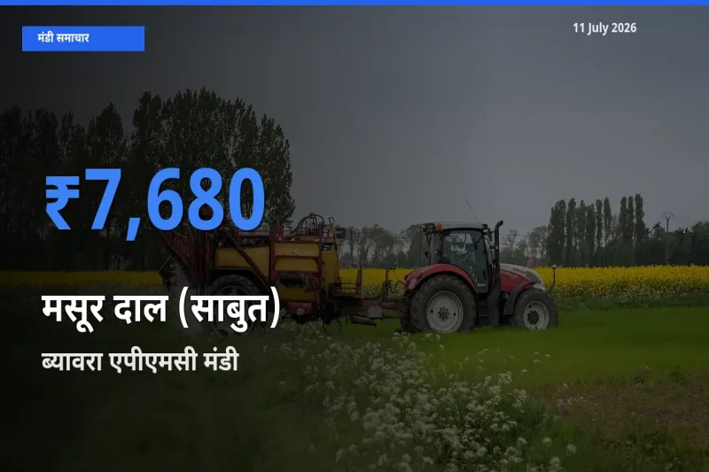 आज मसूर दाल (साबुत) के सबसे ऊँचे दाम ₹7,680 ब्यावरा एपीएमसी मंडी में