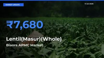 Biaora APMC Leads as Top Mandi for Lentil(Masur)(Whole) Prices