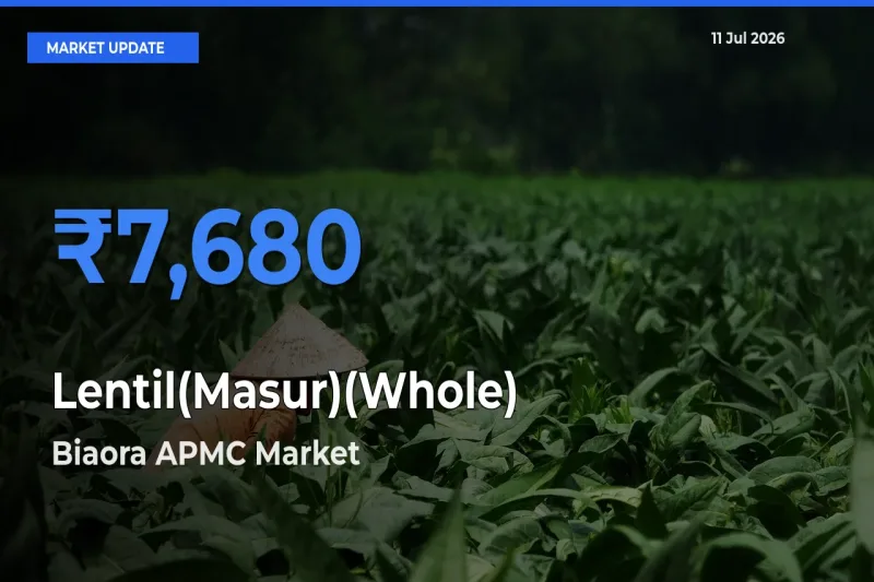 Biaora APMC Leads as Top Mandi for Lentil(Masur)(Whole) Prices
