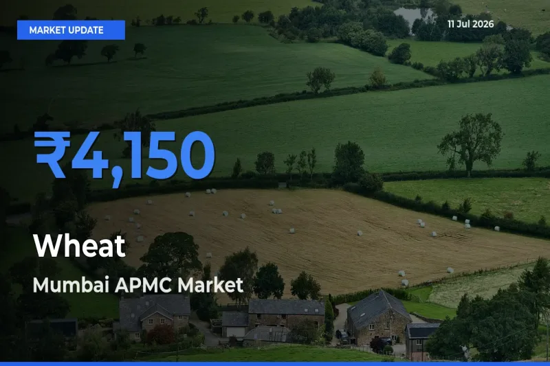 Market Watch: Mumbai APMC Becomes Top Mandi for Wheat