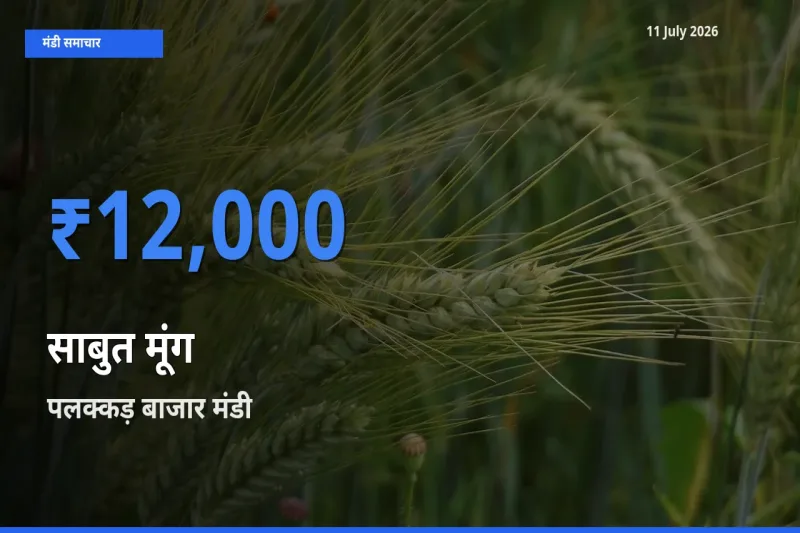 पलक्कड़ बाजार मंडी में आज साबुत मूंग के सबसे ऊँचे दाम दर्ज