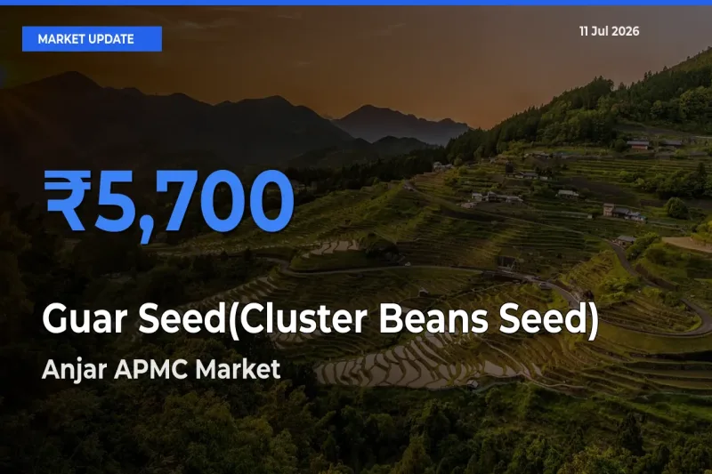Guar Seed(Cluster Beans Seed) Mandi Rate Today: Anjar APMC Tops the List