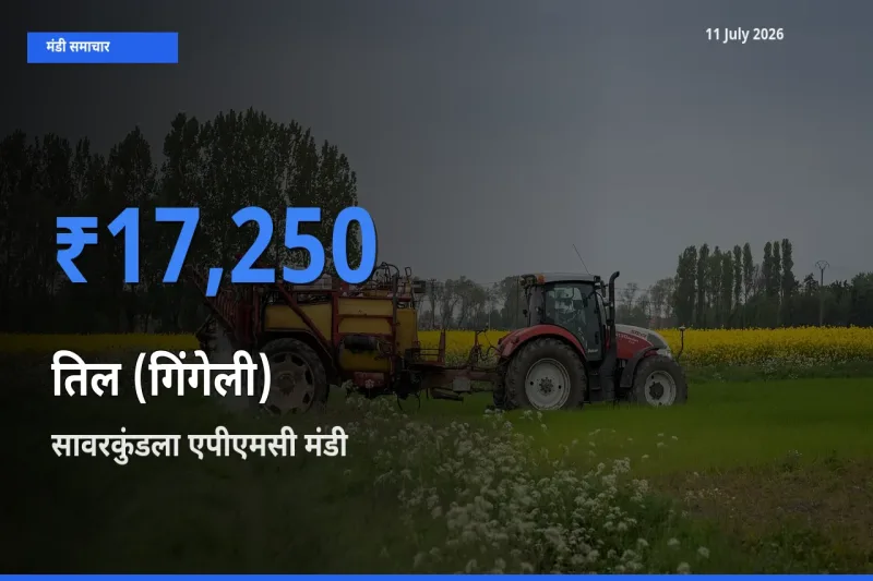 आज का मंडी भाव: तिल (गिंगेली) के सबसे ज़्यादा दाम सावरकुंडला एपीएमसी में