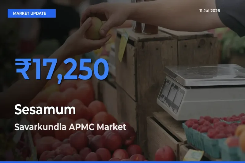 Savarkundla APMC Offers ₹17,250 – Highest Sesamum Rate Today