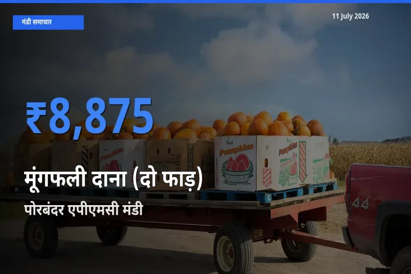 किसानों की पसंद बना पोरबंदर एपीएमसी, मूंगफली दाना (दो फाड़) के सबसे अच्छे दाम