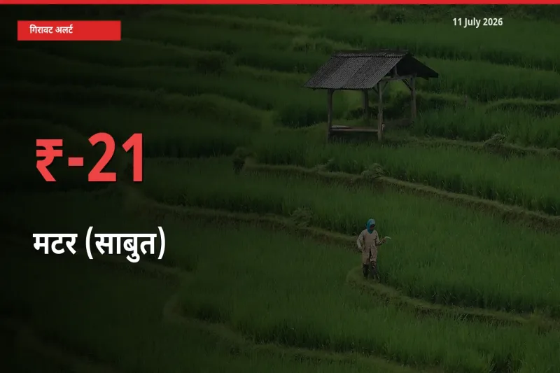 बाज़ार संकेत: मटर (साबुत) के भाव मंडी में 20.89% नीचे