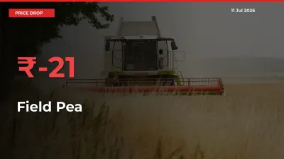 Field Pea Prices Drop 20.89% – July 11 Market Update from Mandis