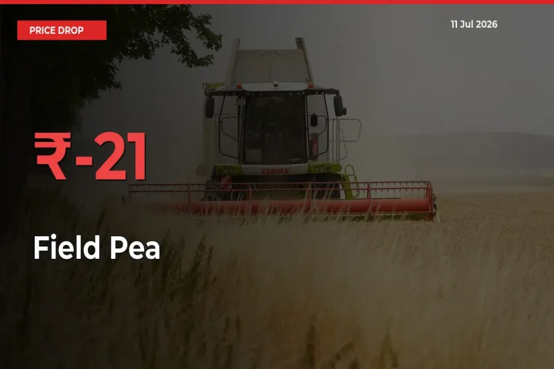 Field Pea Prices Drop 20.89% – July 11 Market Update from Mandis