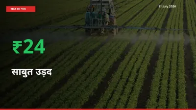साबुत उड़द 24.03% उछला, मंडी
