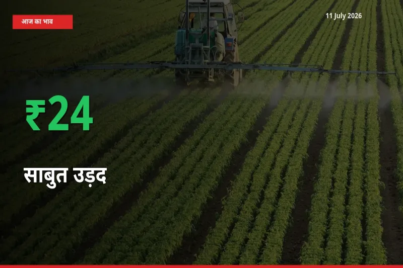 साबुत उड़द 24.03% उछला, मंडी