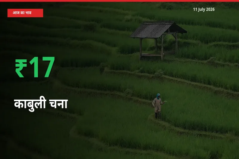 तेज़ तेजी! मंडी में काबुली चना के दाम 16.82% चढ़े