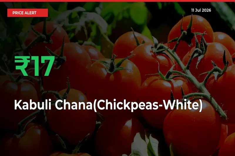 16.82% Spike in Kabuli Chana(Chickpeas-White) Prices – Mandi Sees Sudden Rally
