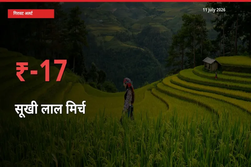 तेज़ गिरावट! मंडी में सूखी लाल मिर्च के दाम 17.17% लुढ़के