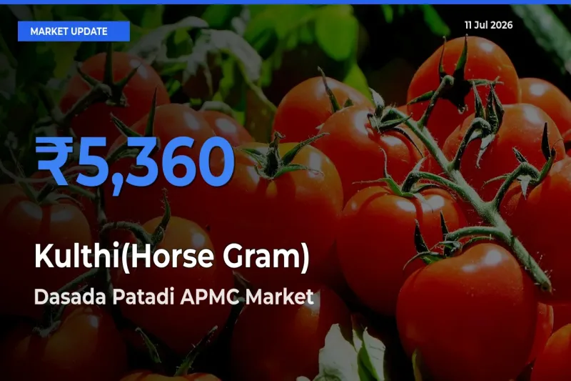 Dasada Patadi APMC Tops Kulthi(Horse Gram) Rates – July 11 Market Update
