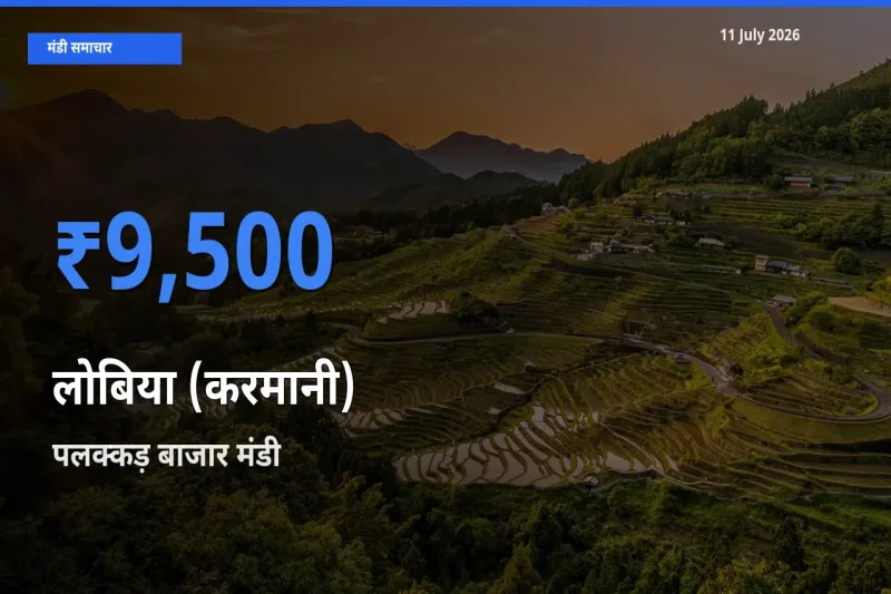 11 July अपडेट: लोबिया (करमानी) के सबसे ऊँचे दाम पलक्कड़ बाजार मंडी में