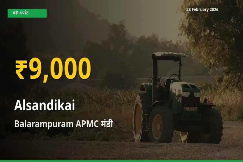 किसानों के लिए खुशखबरी! Balarampuram APMC में Alsandikai के दाम रिकॉर्ड स्तर पर