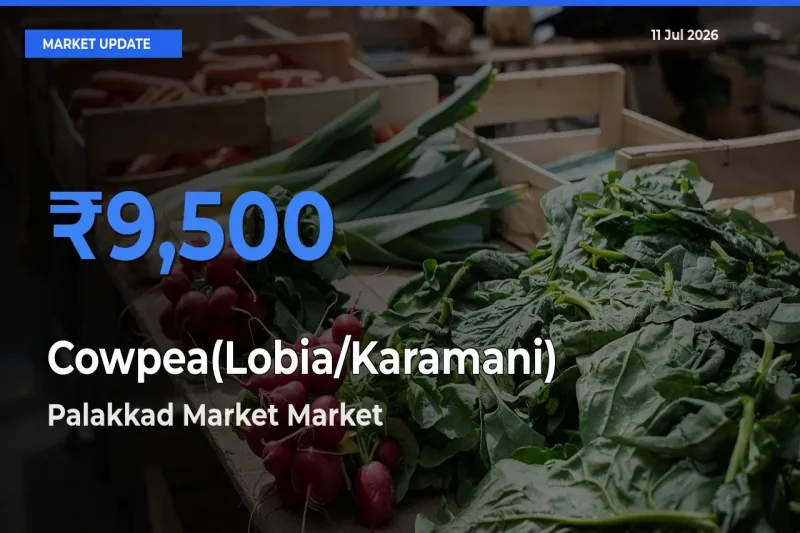 Palakkad Market Offers ₹9,500 – Highest Cowpea(Lobia/Karamani) Rate Today