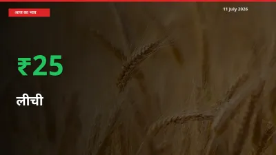 किसानों के लिए खुशखबरी! स्थानीय मंडी में लीची 24.53% उछला