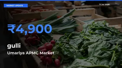 Umariya APMC Tops gulli Rates – July 11 Market Update