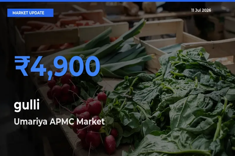Umariya APMC Tops gulli Rates – July 11 Market Update