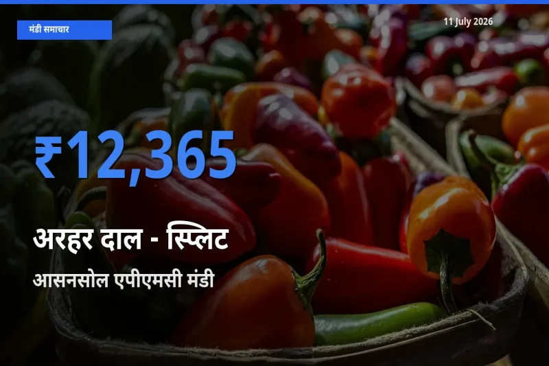 आसनसोल एपीएमसी मंडी में अरहर दाल - स्प्लिट ₹12,365 पर पहुँचा – आज का सर्वोच्च भाव