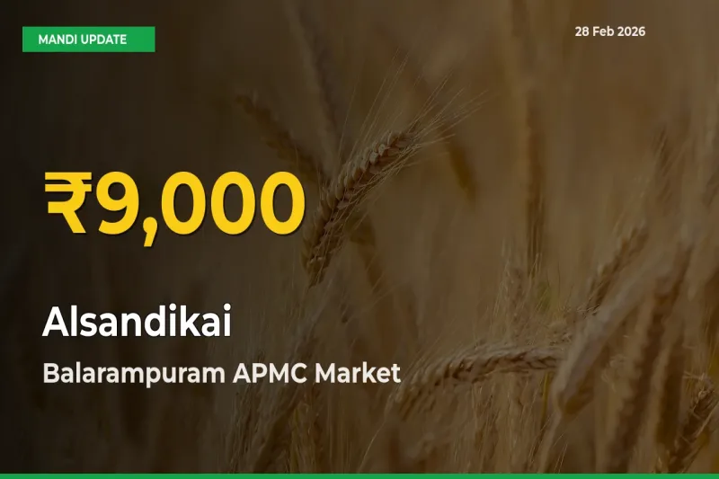 Farmers Benefit as Alsandikai Rate Touches New High in Balarampuram APMC