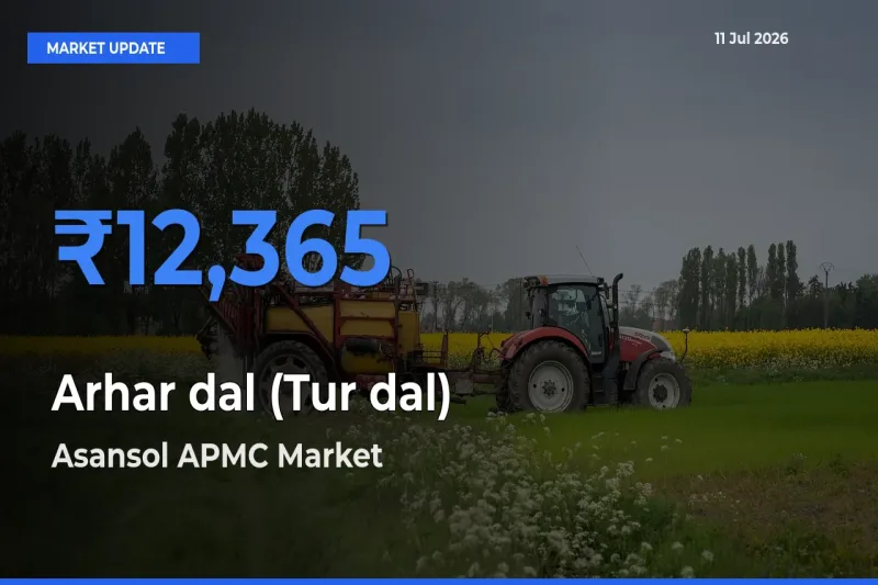 Asansol APMC Offers ₹12,365 – Highest Arhar dal (Tur dal) Rate Today
