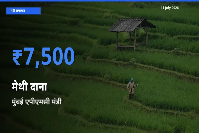मुंबई एपीएमसी मंडी में आज मेथी दाना के सबसे ऊँचे दाम दर्ज