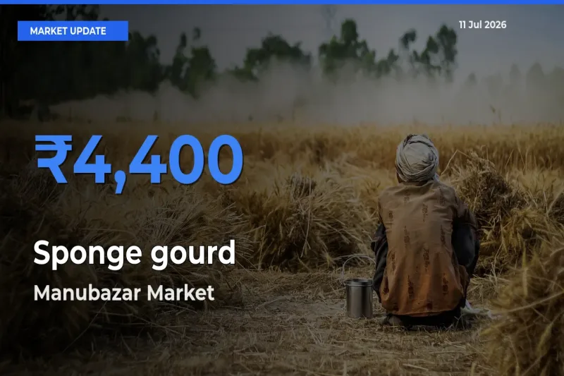 Manubazar Records Highest ₹4,400 Rate for Sponge gourd