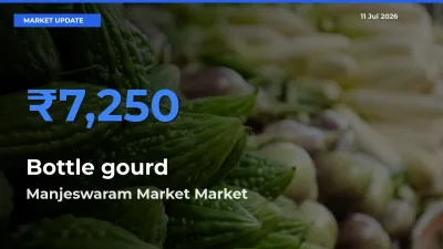 Market Watch: Manjeswaram Market Becomes Top Mandi for Bottle gourd