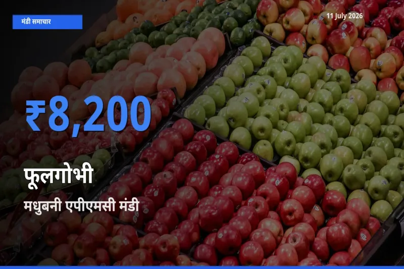 11 July अपडेट: फूलगोभी के सबसे ऊँचे दाम मधुबनी एपीएमसी मंडी में