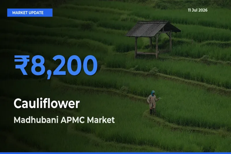 Madhubani APMC Tops Cauliflower Mandi Rates Today