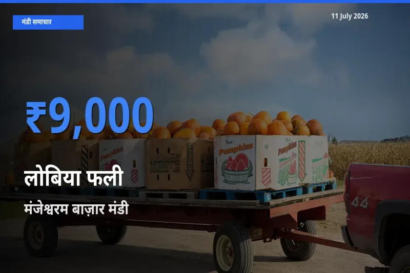 मंजेश्वरम बाज़ार मंडी में आज लोबिया फली के सबसे ऊँचे दाम दर्ज