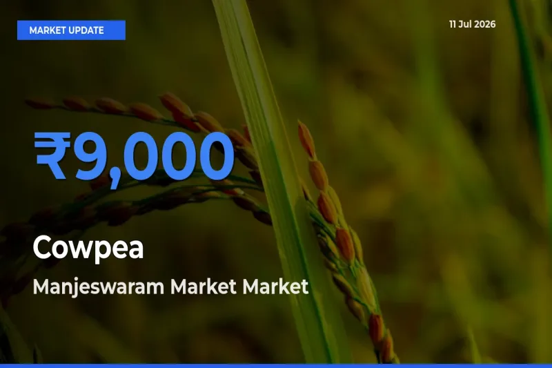 Cowpea Mandi Rate Today: Manjeswaram Market Tops the List