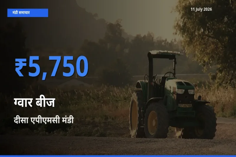 आज ग्वार बीज के सबसे ज़्यादा दाम दीसा एपीएमसी मंडी में दर्ज