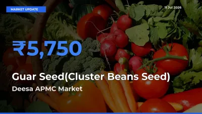Deesa APMC Offers ₹5,750 – Highest Guar Seed(Cluster Beans Seed) Rate Today
