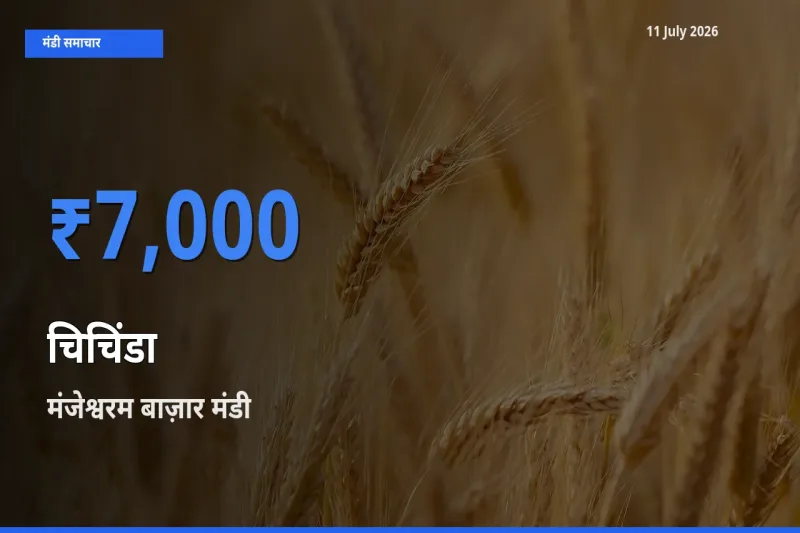 बाज़ार संकेत: मंजेश्वरम बाज़ार बना चिचिंडा के लिए आज की टॉप मंडी