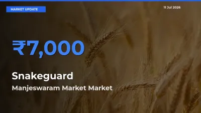 Farmers Prefer Manjeswaram Market as Snakeguard Hits Highest Rate