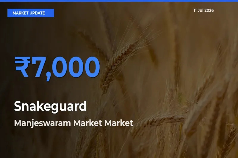 Farmers Prefer Manjeswaram Market as Snakeguard Hits Highest Rate