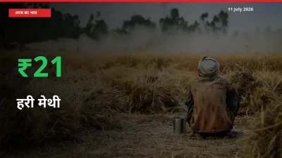 किसानों के लिए खुशखबरी! स्थानीय मंडी में हरी मेथी 21.14% उछला