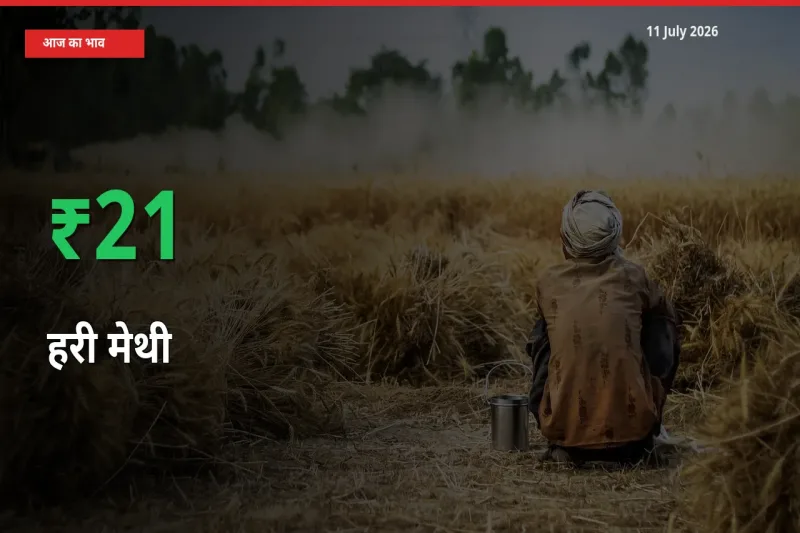 किसानों के लिए खुशखबरी! स्थानीय मंडी में हरी मेथी 21.14% उछला