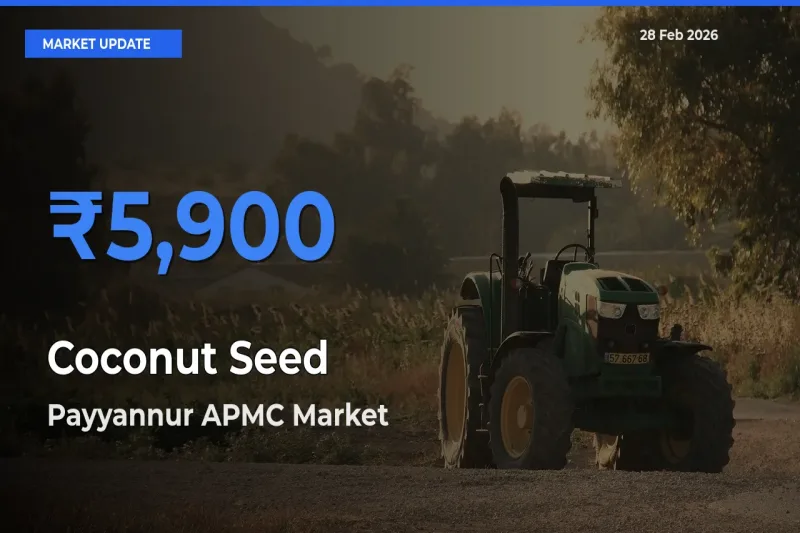 Payyannur APMC Offers ₹5,900 – Highest Coconut Seed Rate Today