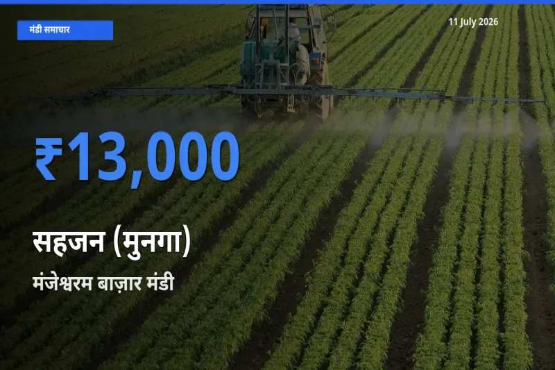 आज सहजन (मुनगा) के सबसे ऊँचे दाम ₹13,000 मंजेश्वरम बाज़ार मंडी में